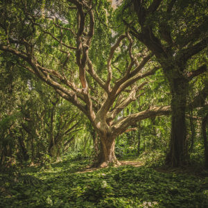 ＜5/10 – 5/16＞十六夜命エレメンタル占い