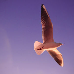 ＜4/18 – 4/24＞十六夜命エレメンタル占い